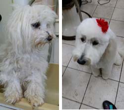 Before and After for a White Poodle